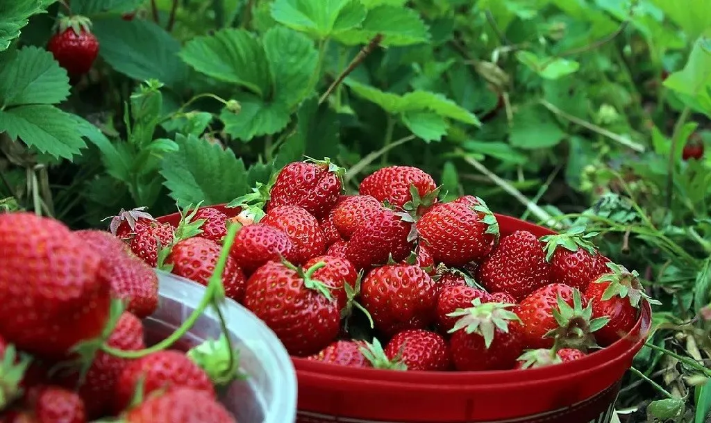 FRUTILLAS