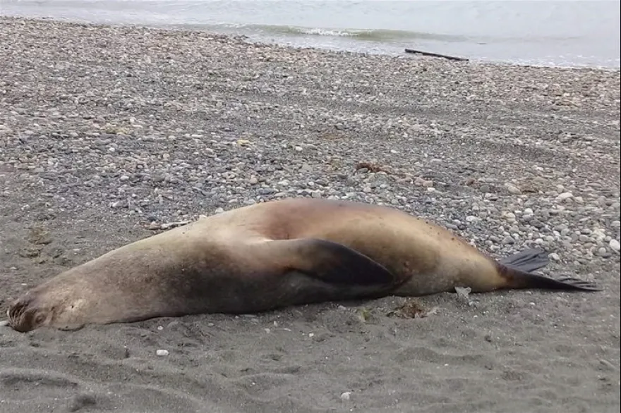 20230811140432_lobo_marino_opt