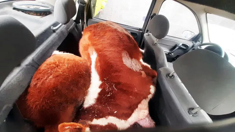 insolito-llevaban-un-vacuno-en-el-asiento-trasero-de-un-corsa_57LA