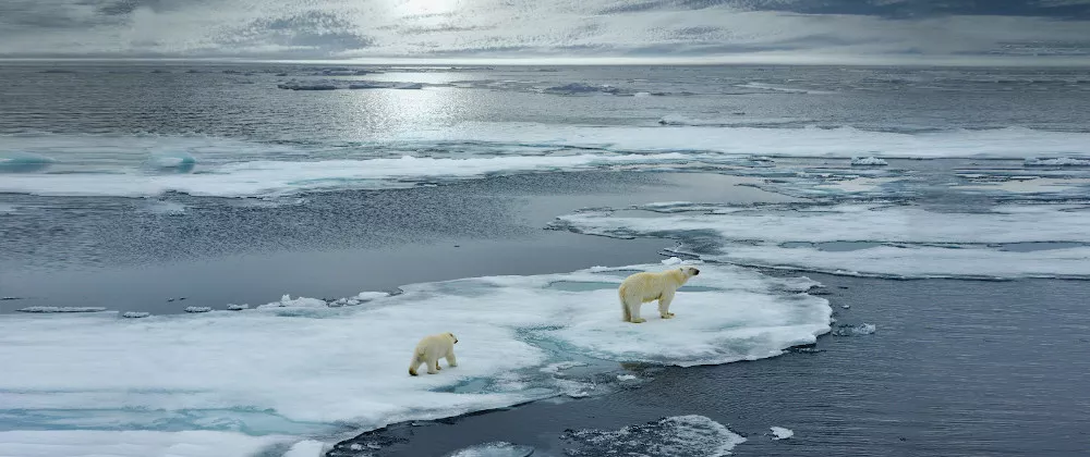 shutt_osos-polares-cambio-climatico-dst