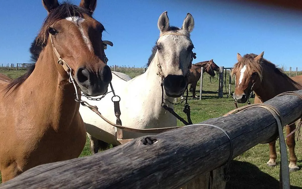 multimedia.normal.a5b10fff939a20ed.RW5jZWZhbG9taWVsaXRpc19ub3JtYWwud2VicA==