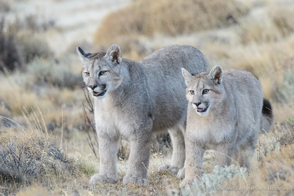 PUMAS PATA