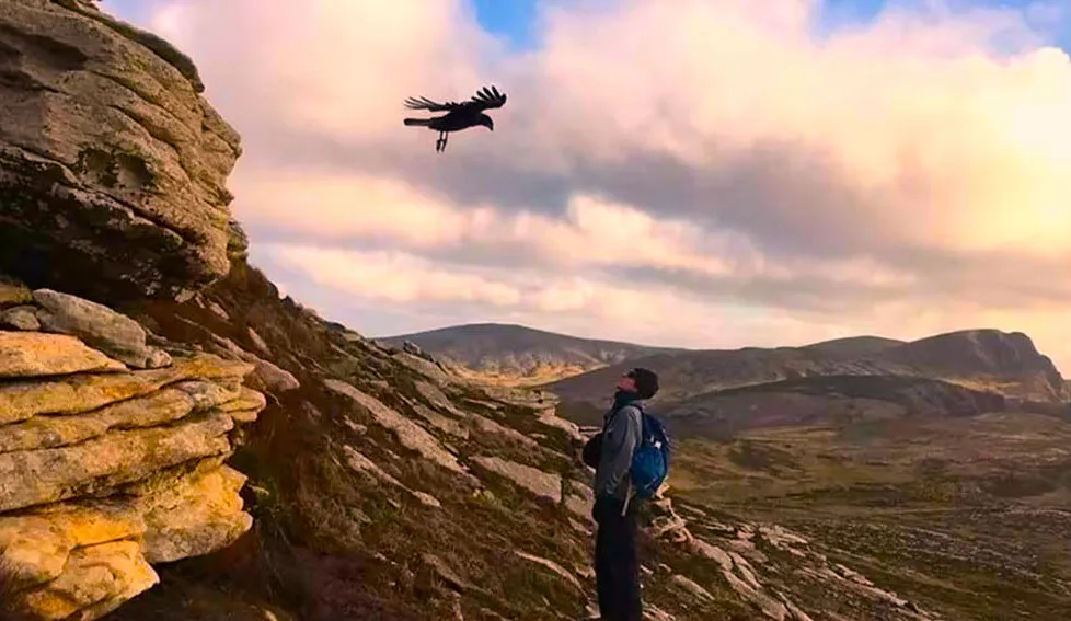 HALCONES EN MALVINAS