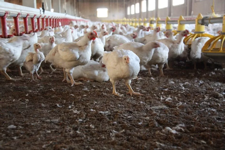 Chicken_Farm_034-930x620