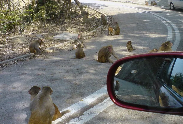 monos-kam-shan-country-parkjpg