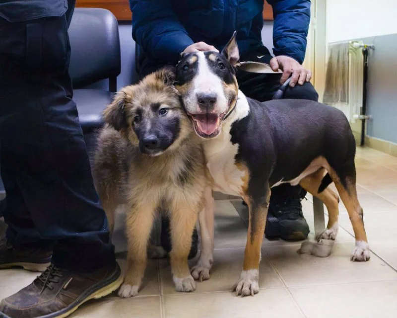 PERROS