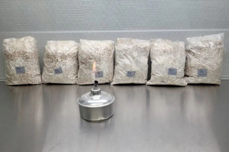 20240623050237_micelio_madre_de_hbcc_paquete_de_500g_1718797348