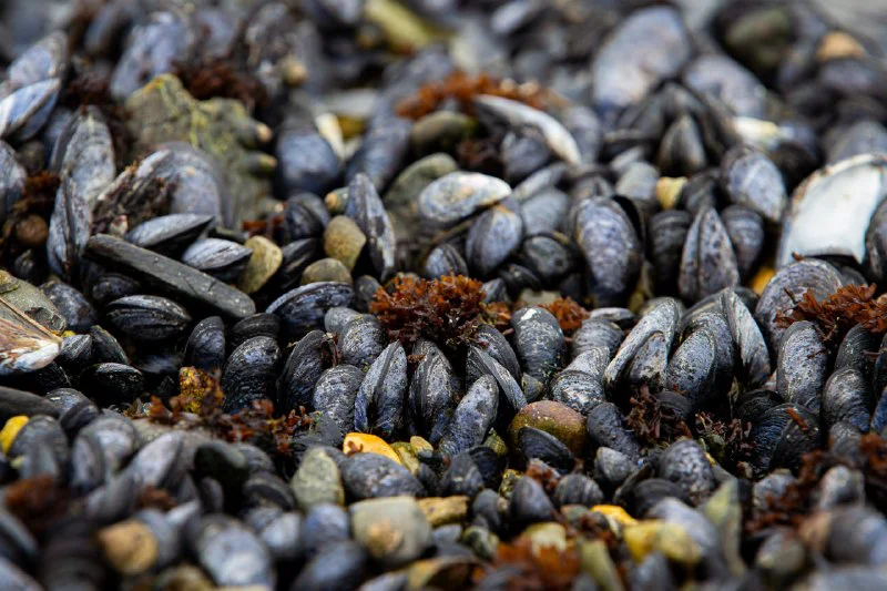 MEJILLONES
