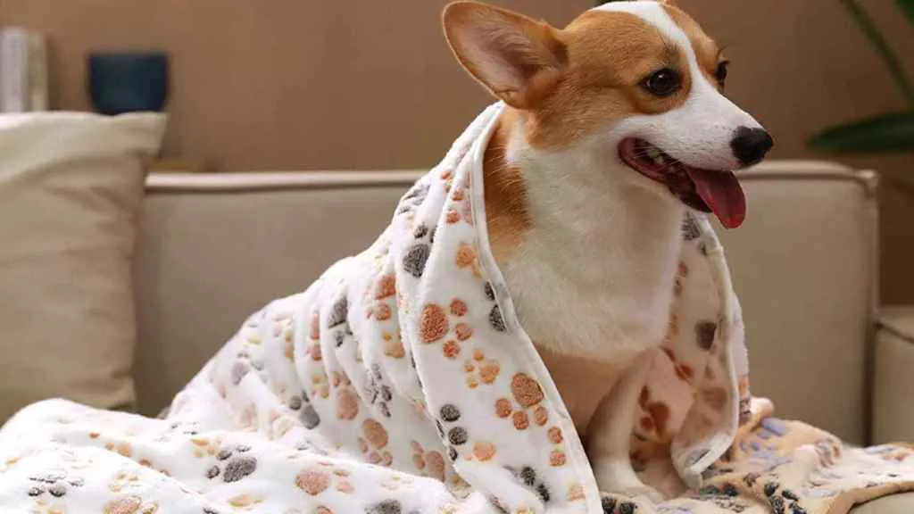 multimedia.normal.8a0491c38017fcfc.NzE3Njg4NzMwXzIyODYzNzA0M18xMDI0eDU3Nl9ub3JtYWwud2VicA==