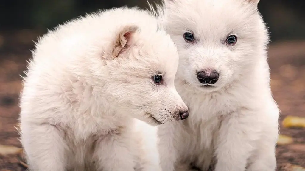 lobos