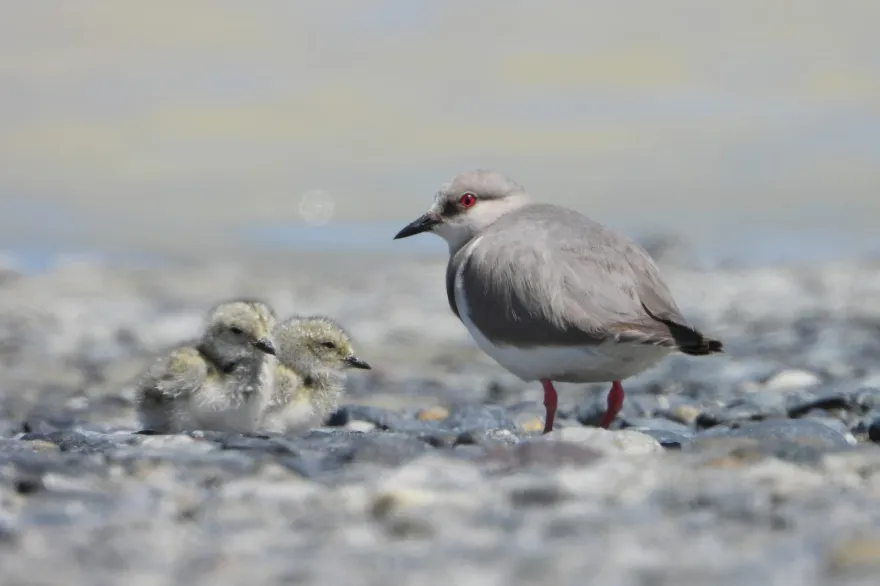 20250912112747_se_puso_en_marcha_la_agenda_binacional_argentina_chile_para_la_conservacion_del_chorlito_ceniciento