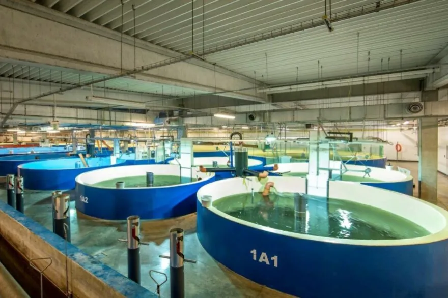 20240805135724_salmoneras2_2_1024x585