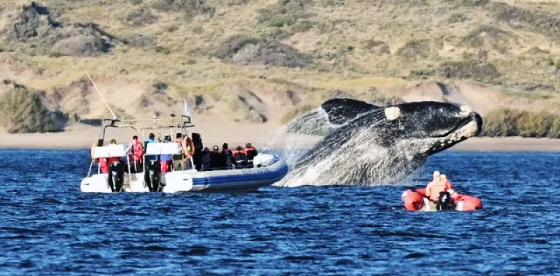 avistaje-de-ballenas-costara-95-mil-en-temporada-baja_RBQR