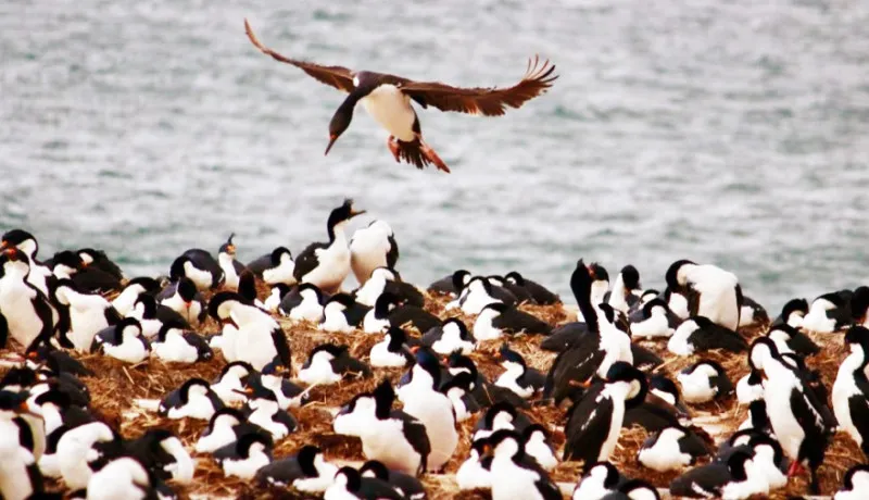 gran-bretana-crearia-un-parque-nacional-en-malvinas_4dUc