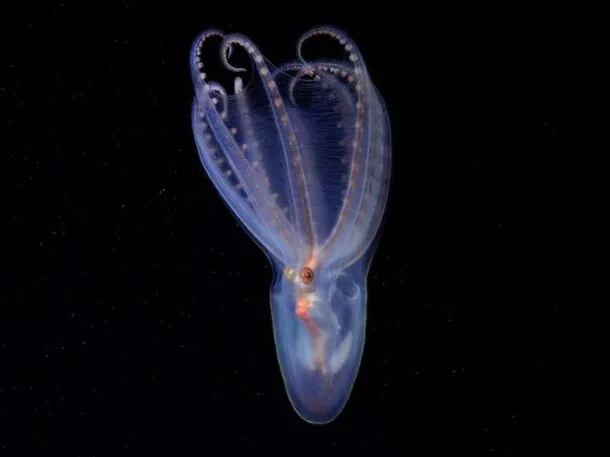 expedicion-submarina-conicet